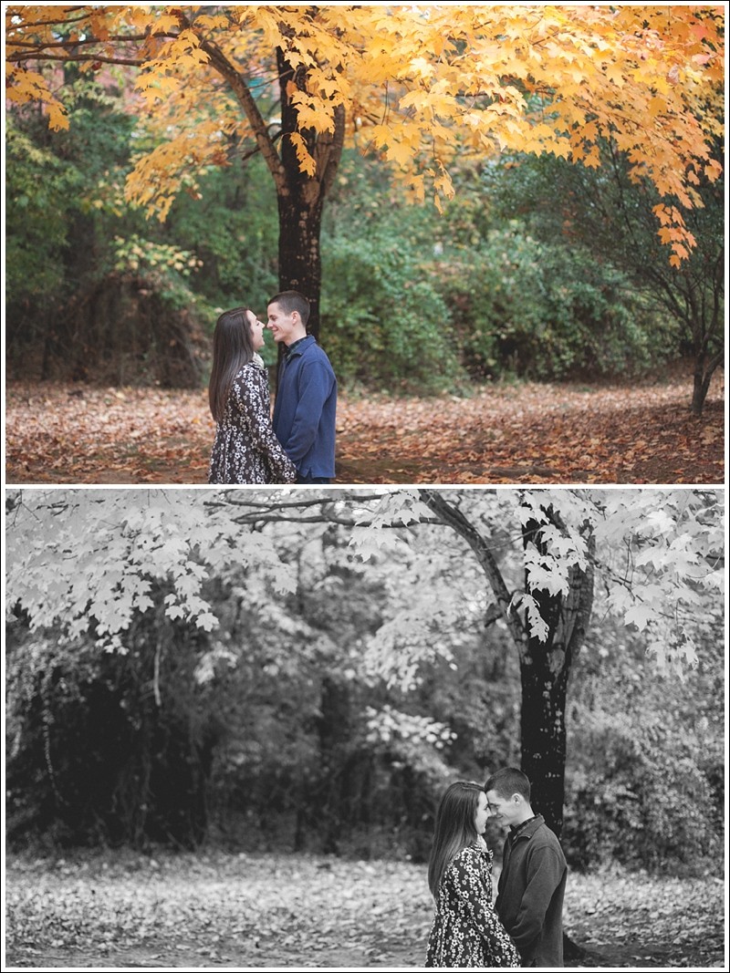The big trees changing colors during the fall engagement session at reedy creek park in Charlotte North Carolina