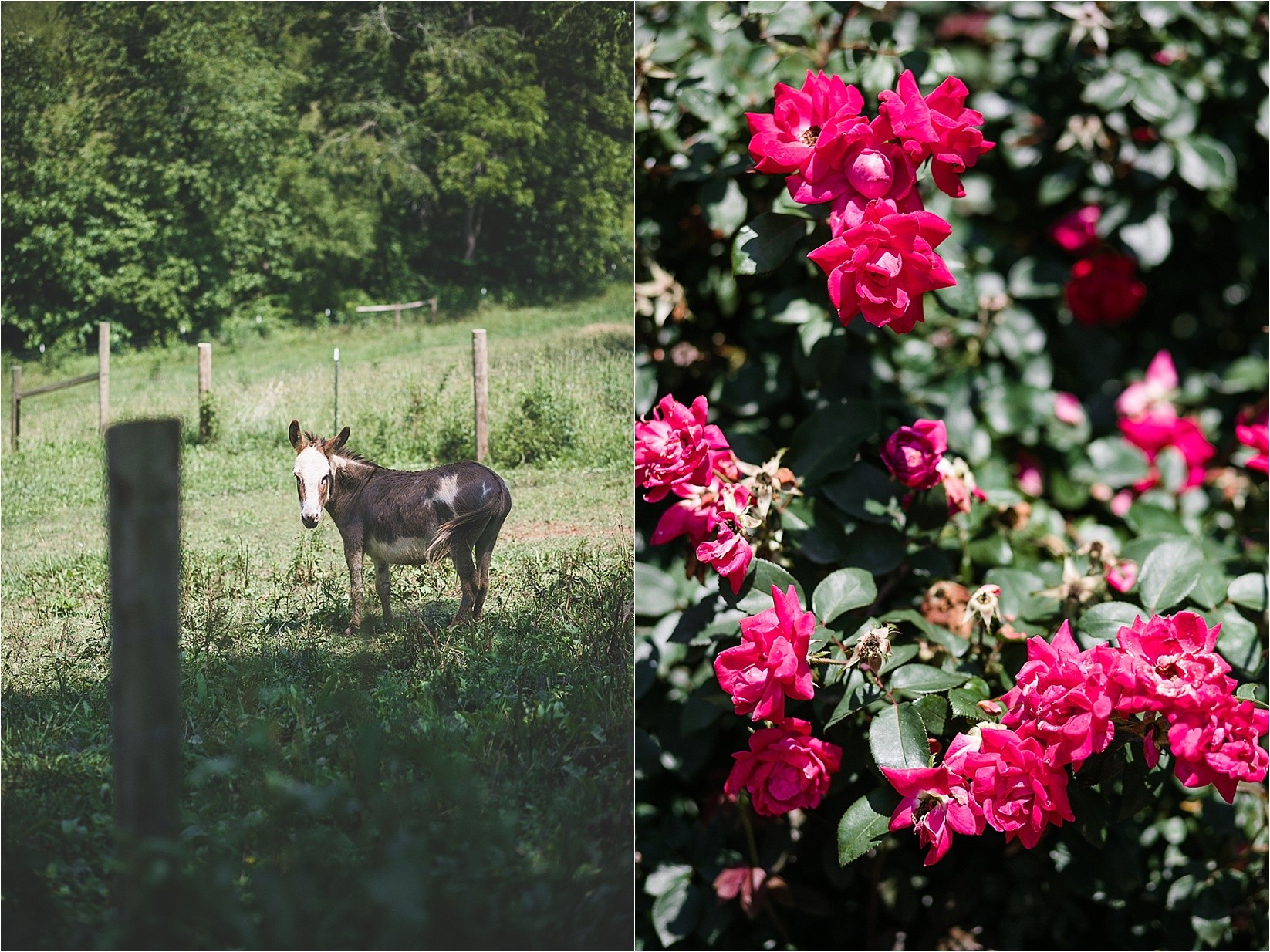 donkeys and red flowers at Caroline and Evans mountain wedding at yesterday spaces in asheville leicester north caroline