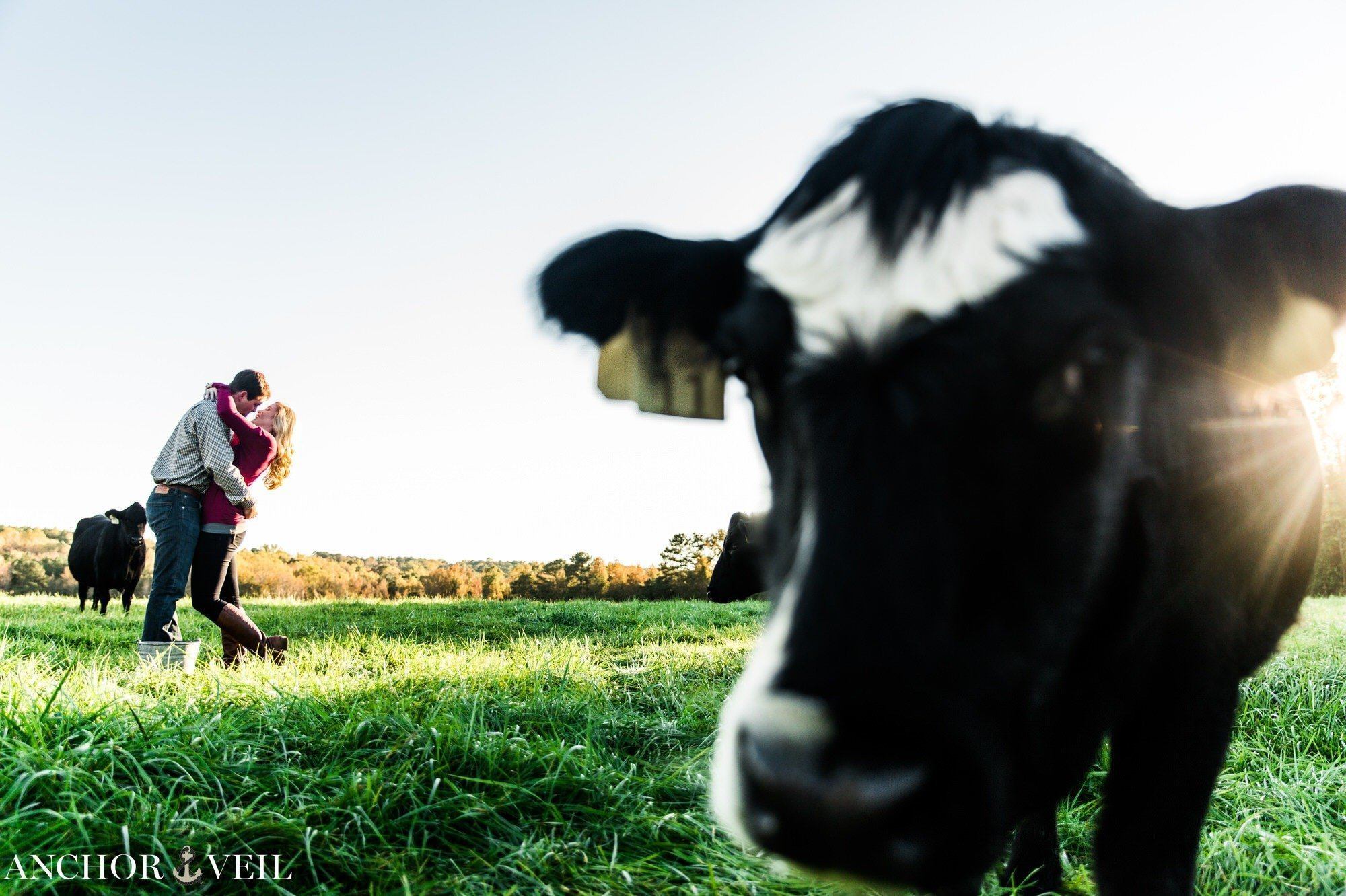 cow in the shot during the engagement session on a farm