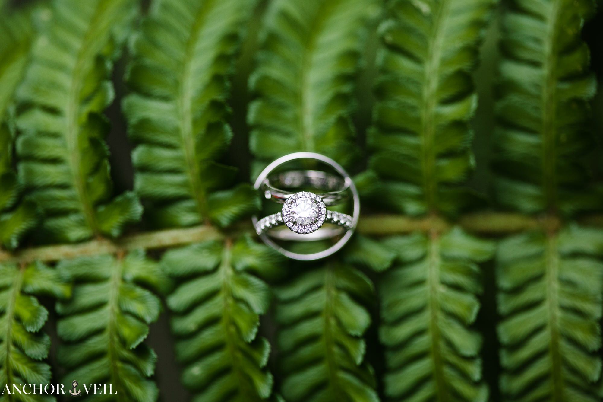 ring on the green leafs