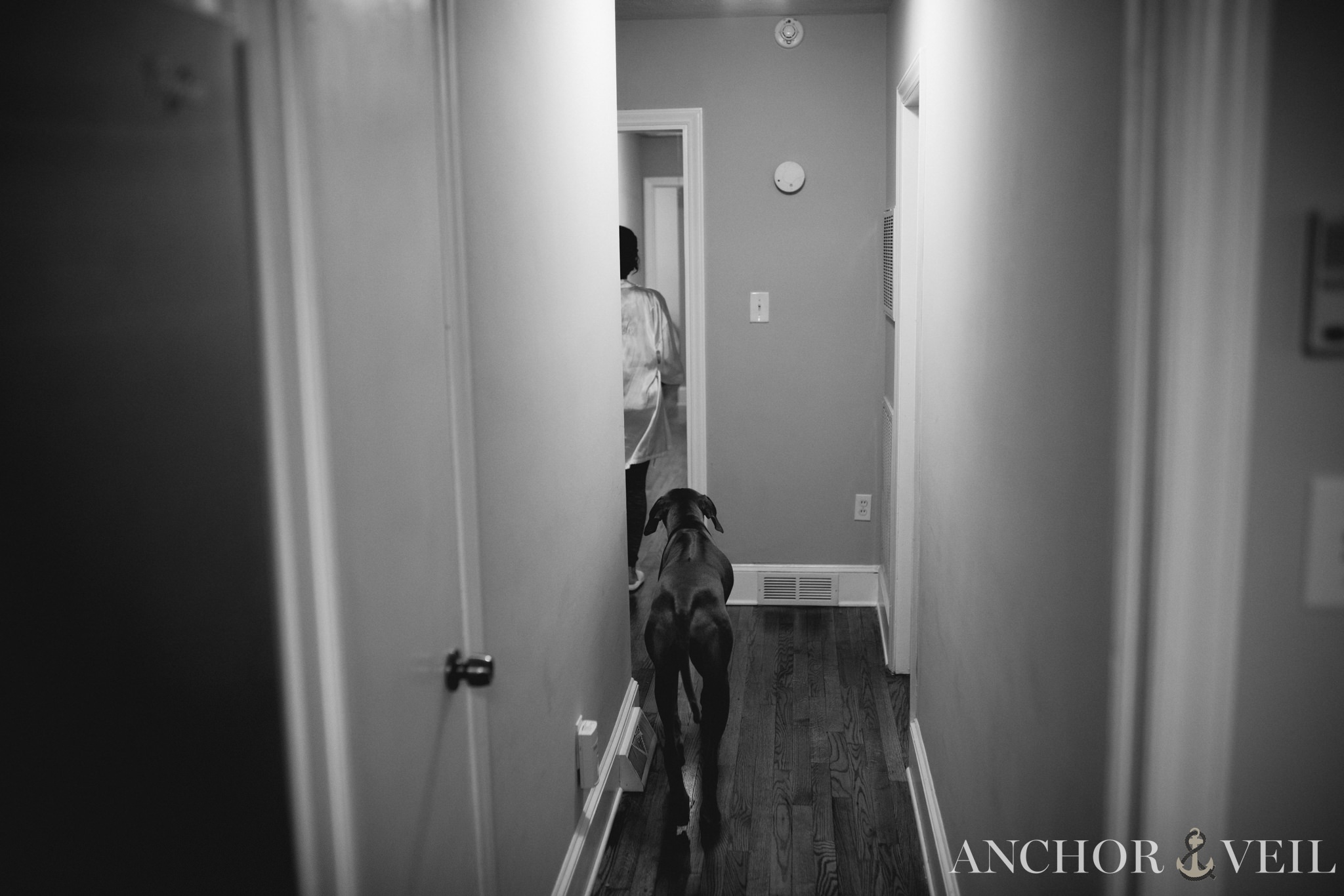 dog following bride before the uptown charlotte wedding 