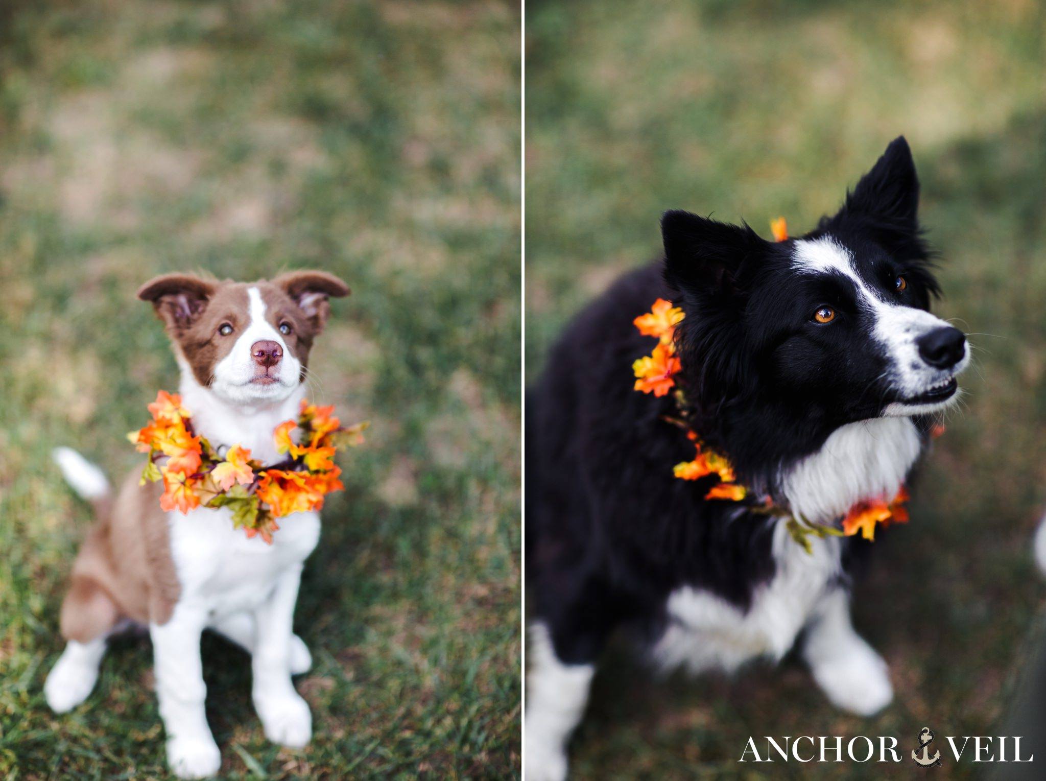 dogs with fat wreaths during engagement session