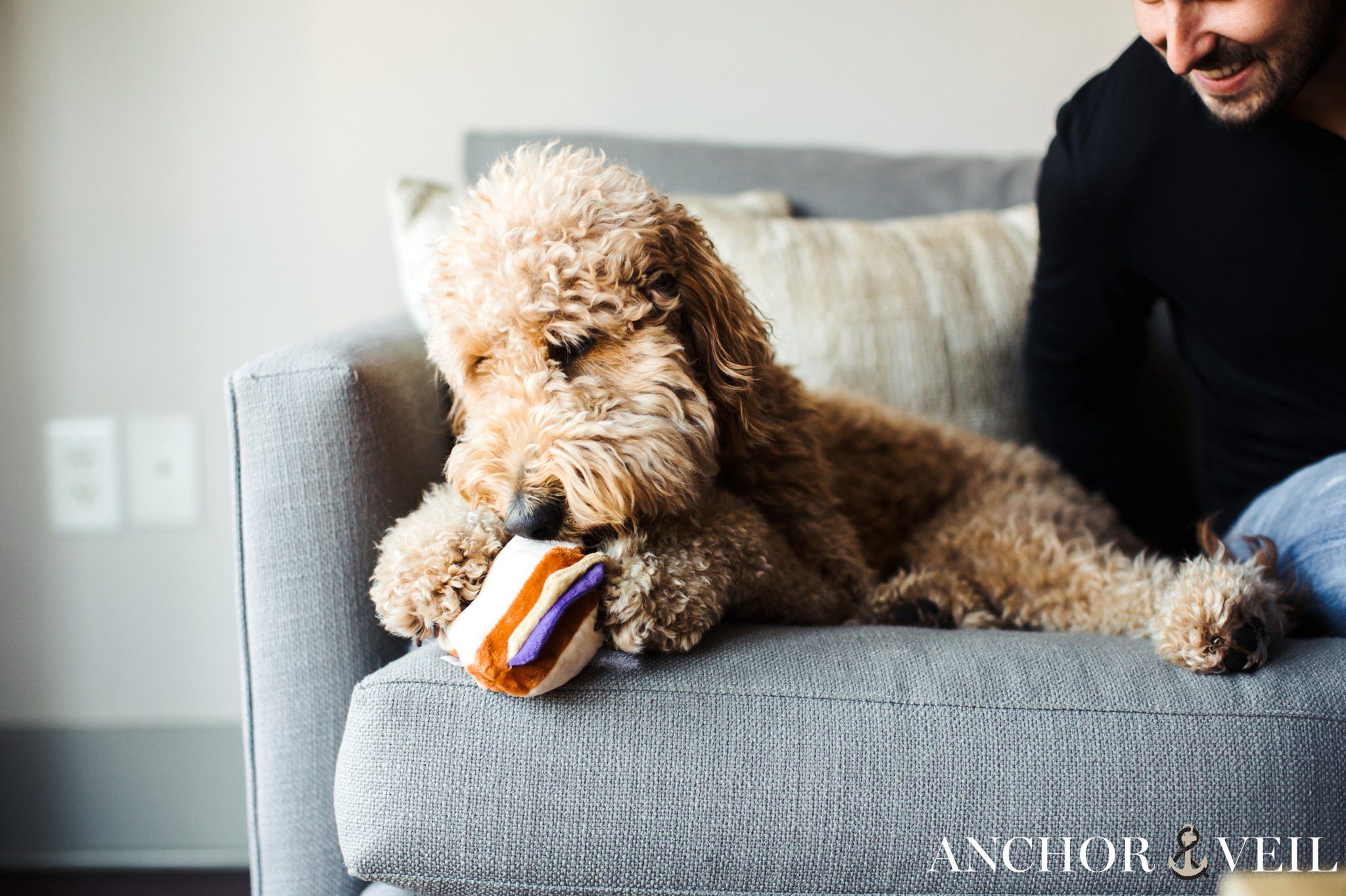 the golden doodle playing with the ball during the Charlotte in home session