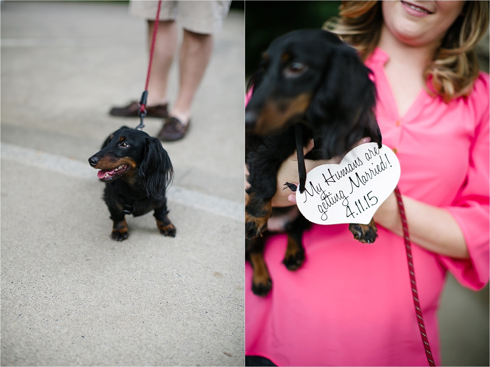Dog with a humans getting married sign at Catherine & Jordan's engagement session at freedom park and marshall park in Charlotte North Carolina